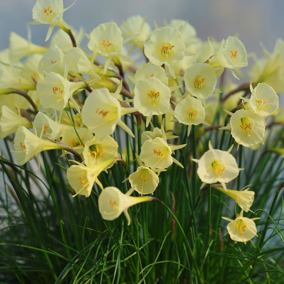 【现货】 围裙水仙合集 Narcissus、立金花Lachenalia 秋植球根植物
