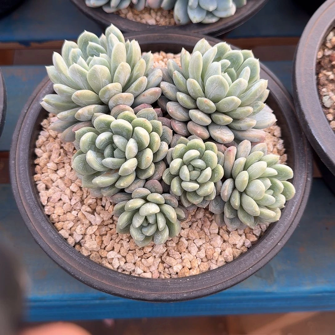 依**妈百达翡翠自然群生