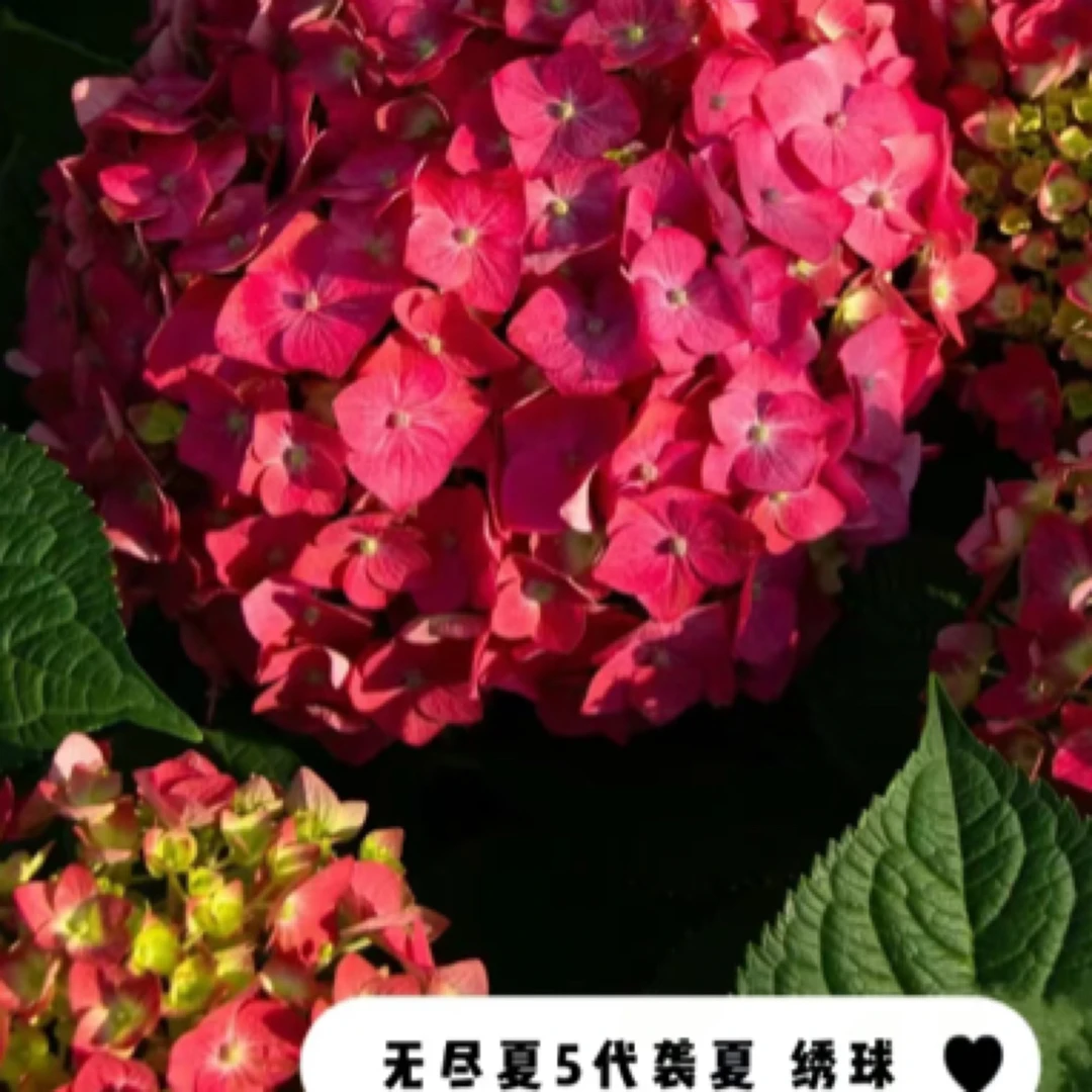 【袭夏】10加仑超大盆老桩70-80个花苞带盆带土发货