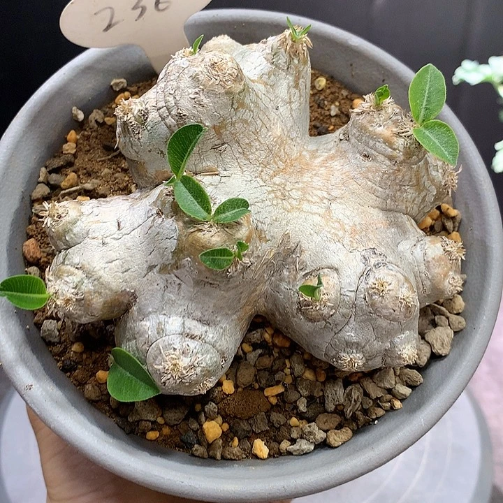 236惠比须笑哈哈哈哈哈