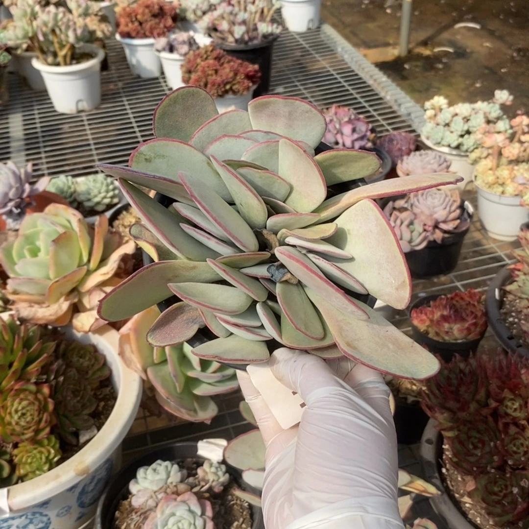 4941白眉群一物一拍