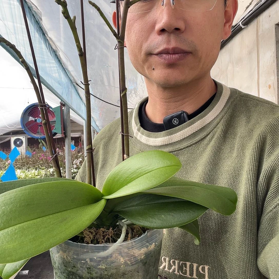 尘***完全开放欧洲小兰4.5杯9696