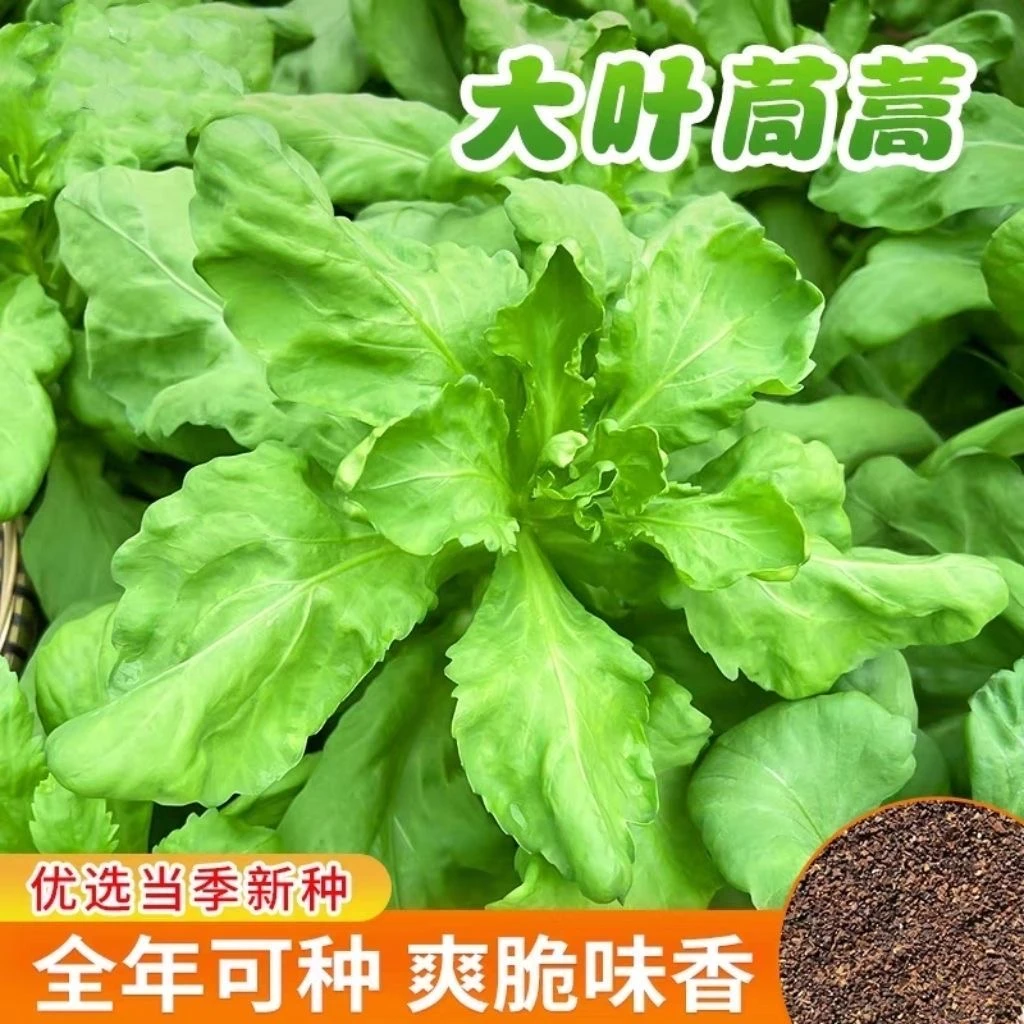 【高品质】大叶茼蒿种子 耐热耐寒 四季阳台盆栽秋冬蔬菜种子大全