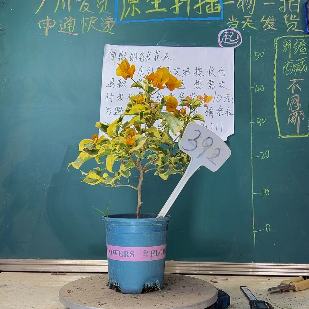 当前无花栽培后可以开花 金边黄  392