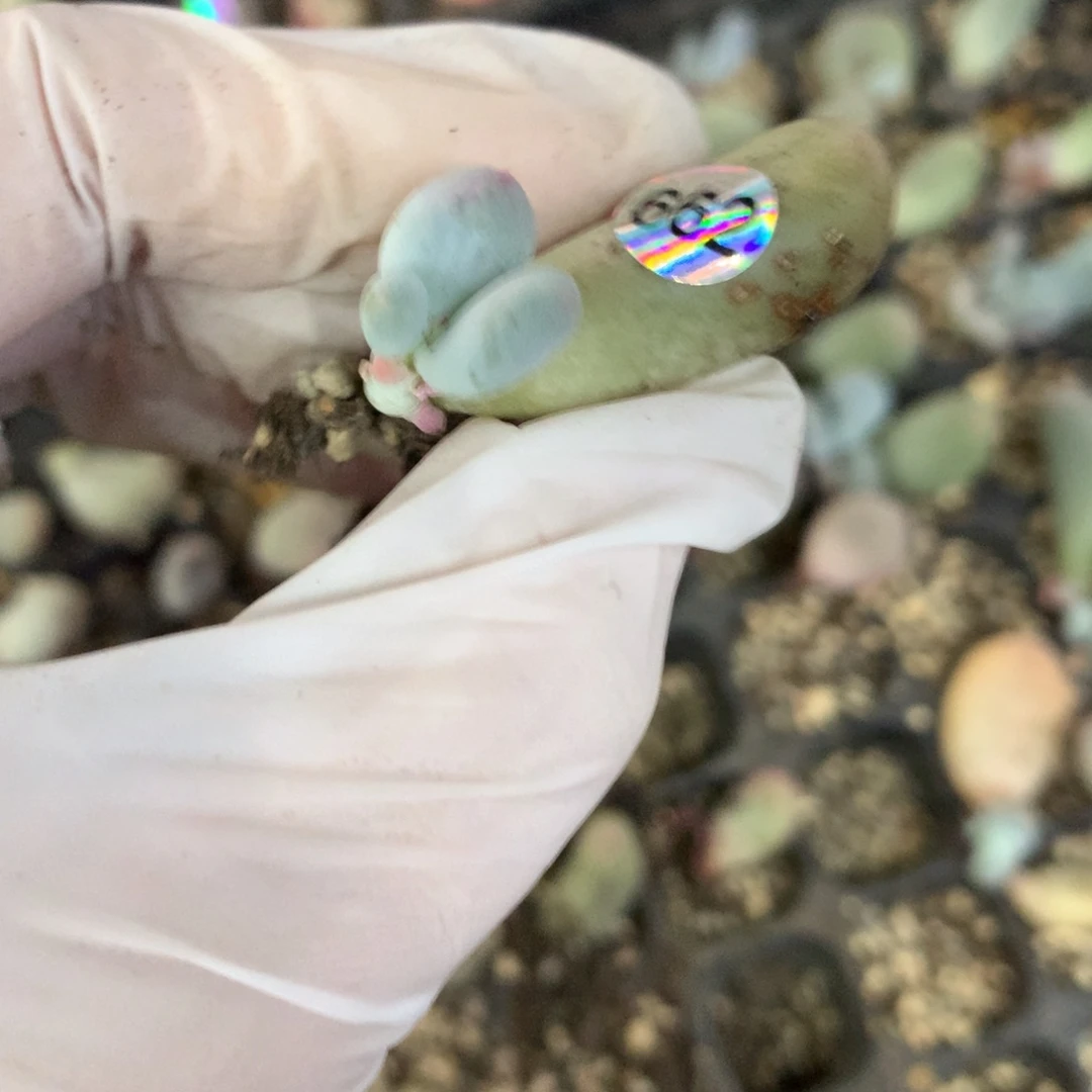 662 米可奶酪多肉