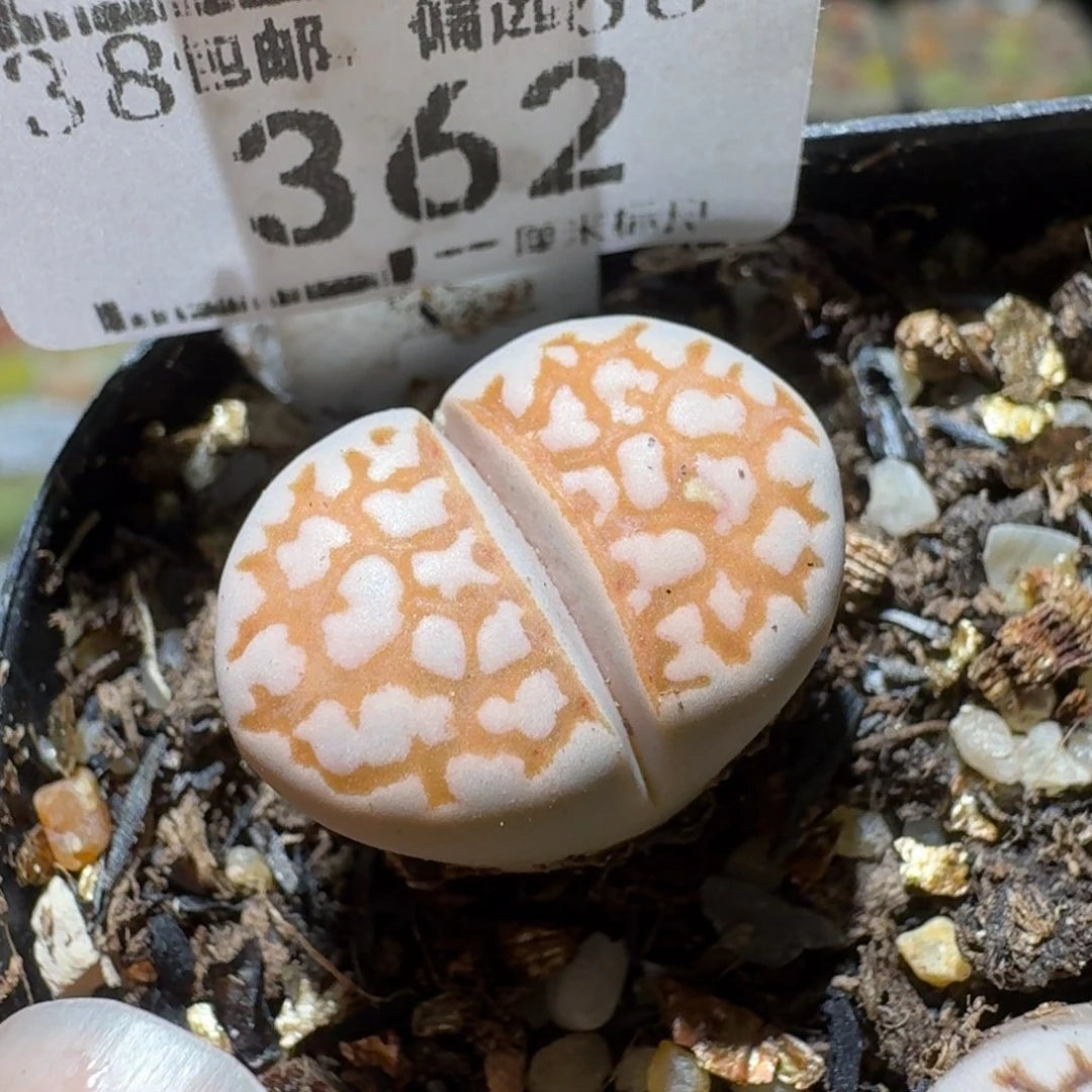 Sss精品便宜清了362