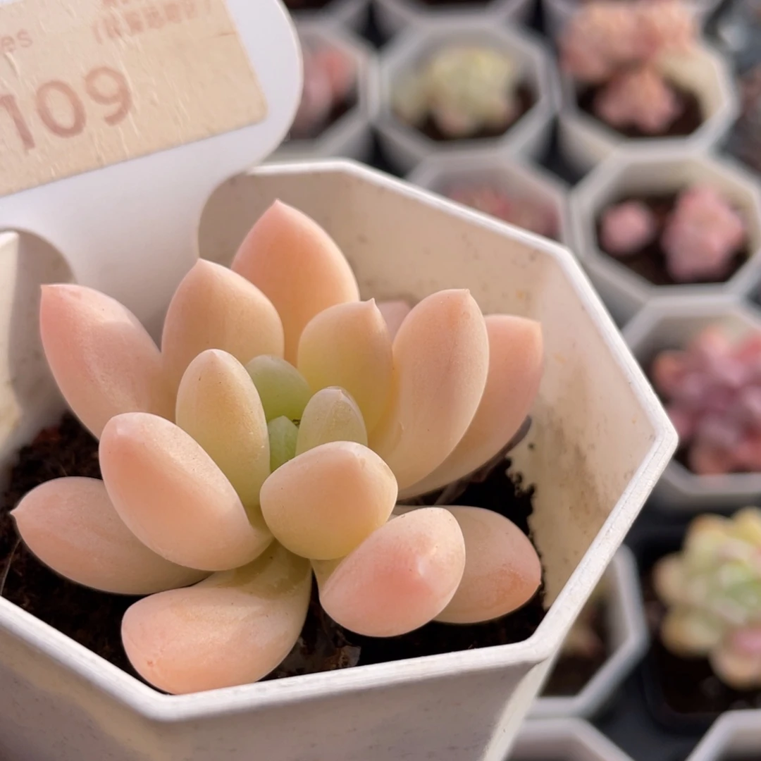 阮玲玉7109-5.0厘米