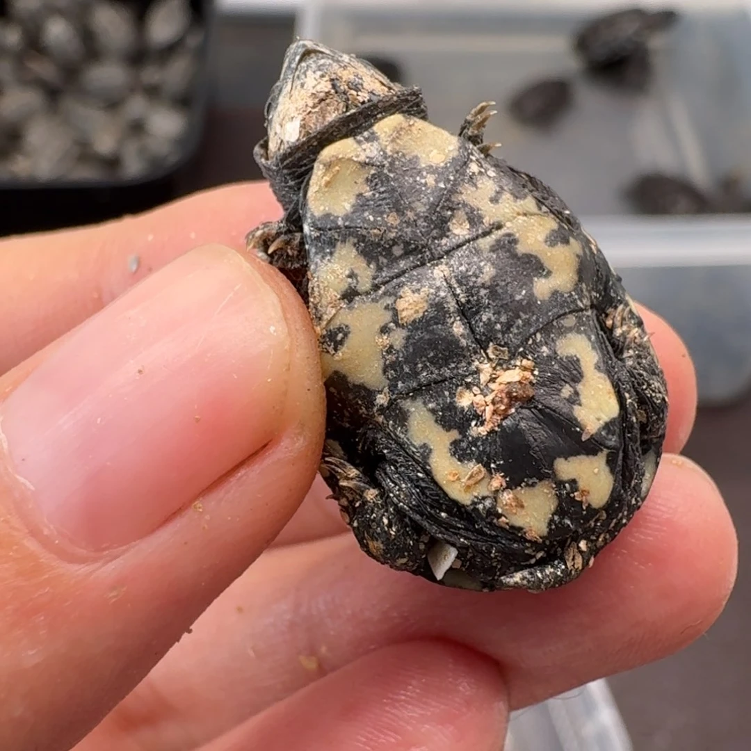 母蛋龟你**呢头盔苗