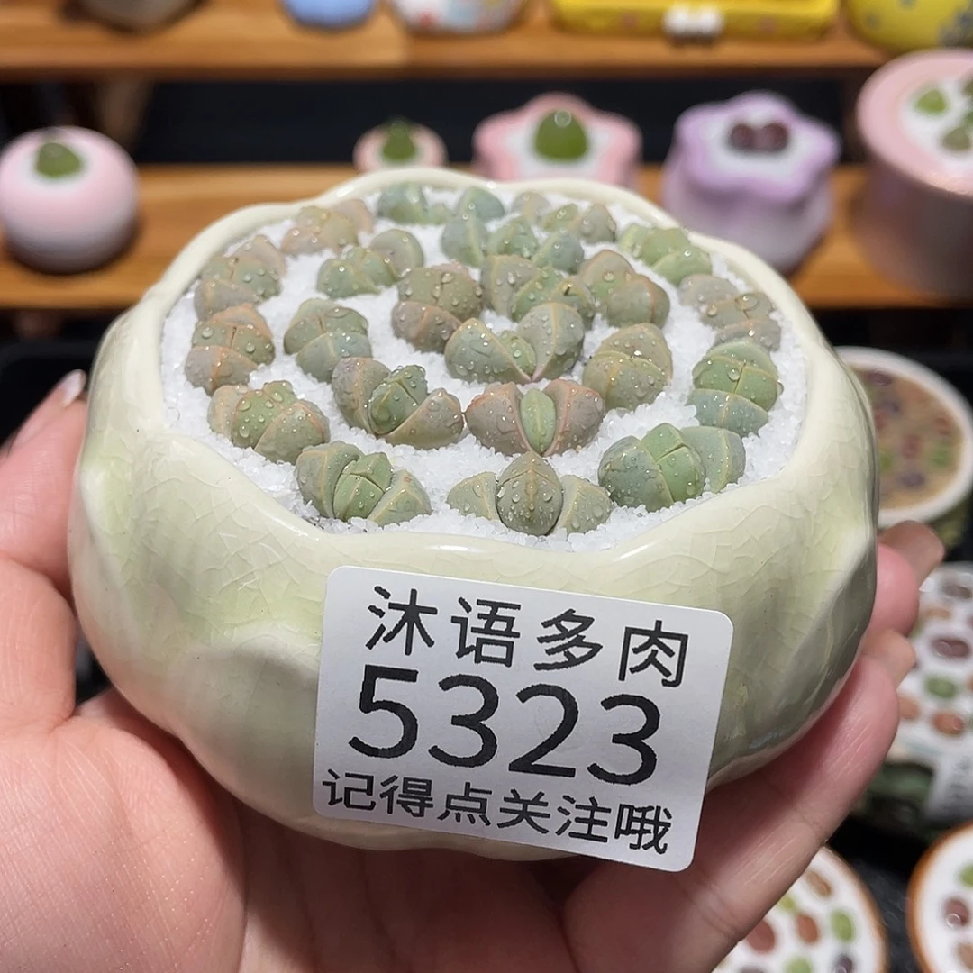 匡***忠带盆土植物 一物一拍5323