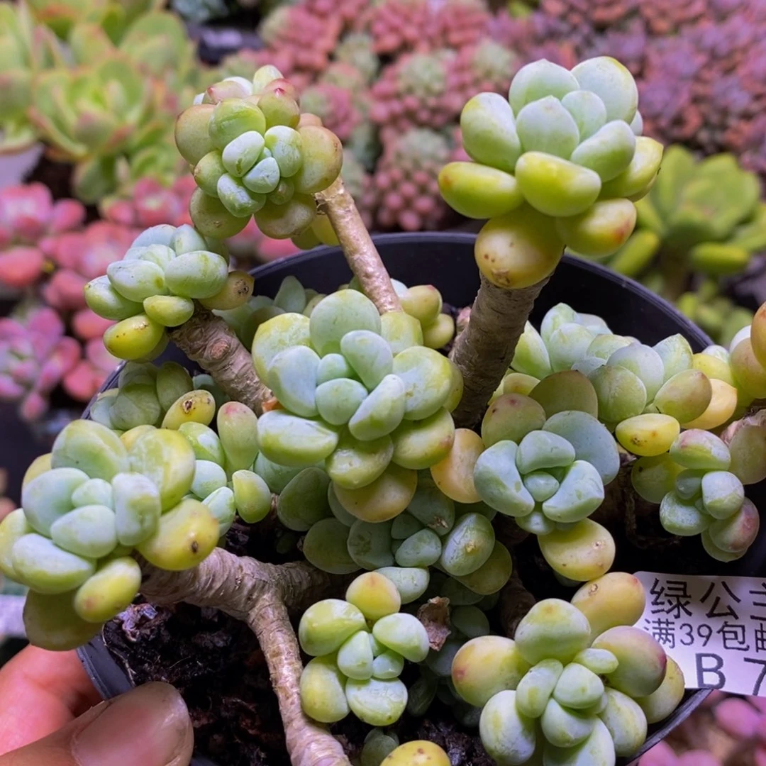 789樱花罗琦10cm多肉不包整