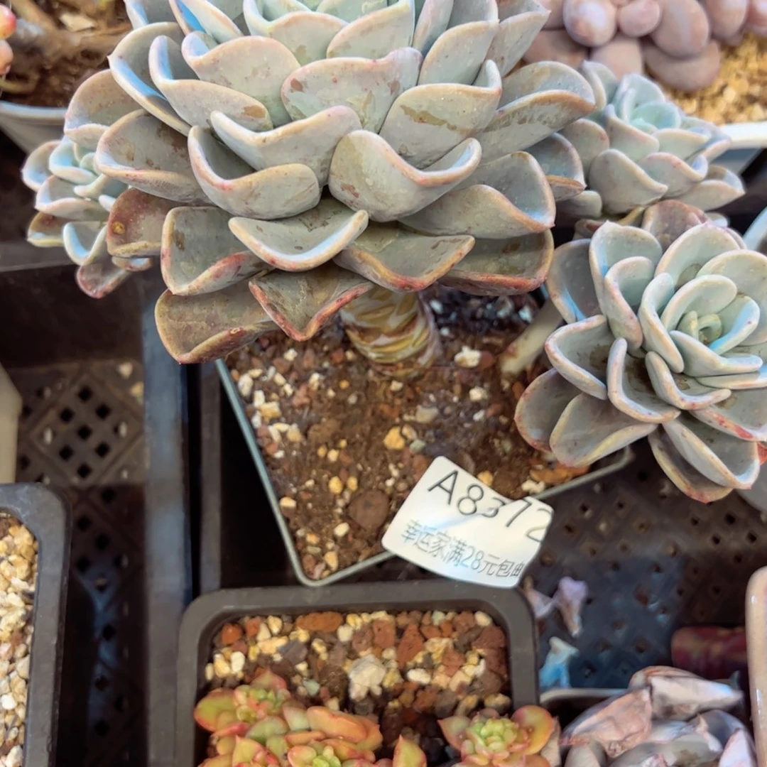 幸运的是我的朋友们