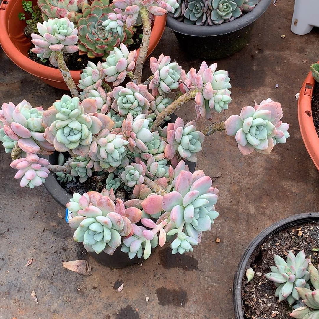 460露凝香 一物一拍多肉