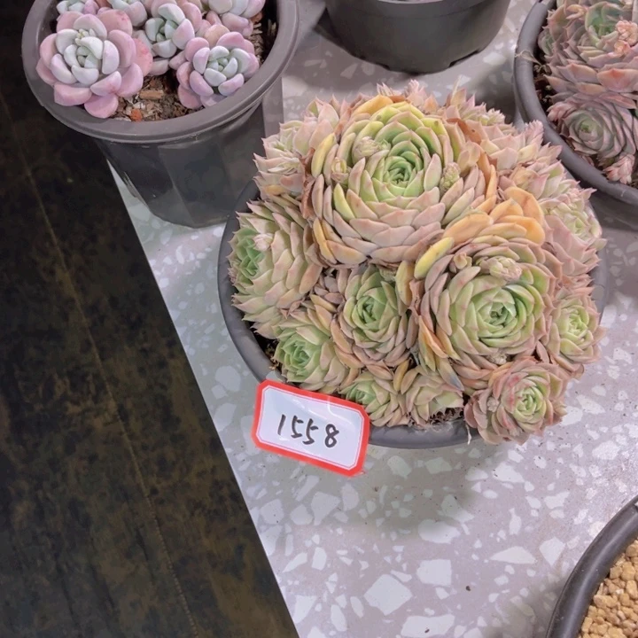 ～***～1558昂斯诺多肉