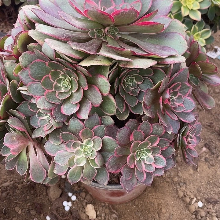 336粉花妖对肉植物