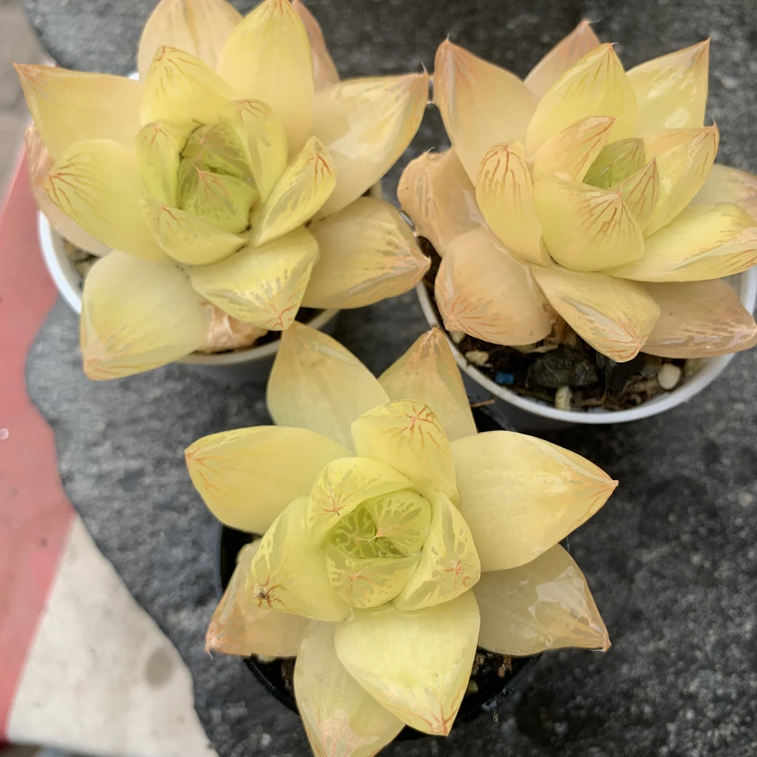 【全疆包邮】黄金凝脂菊（5cm冠幅）（3盆发）