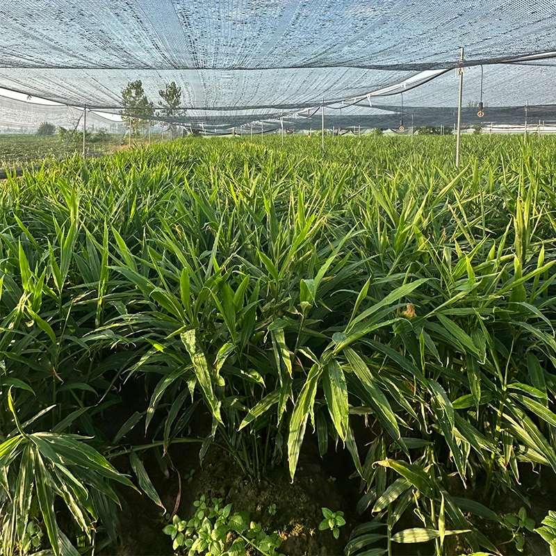 新鲜现挖红芽嫩姜可腌制泡菜的时令蔬菜