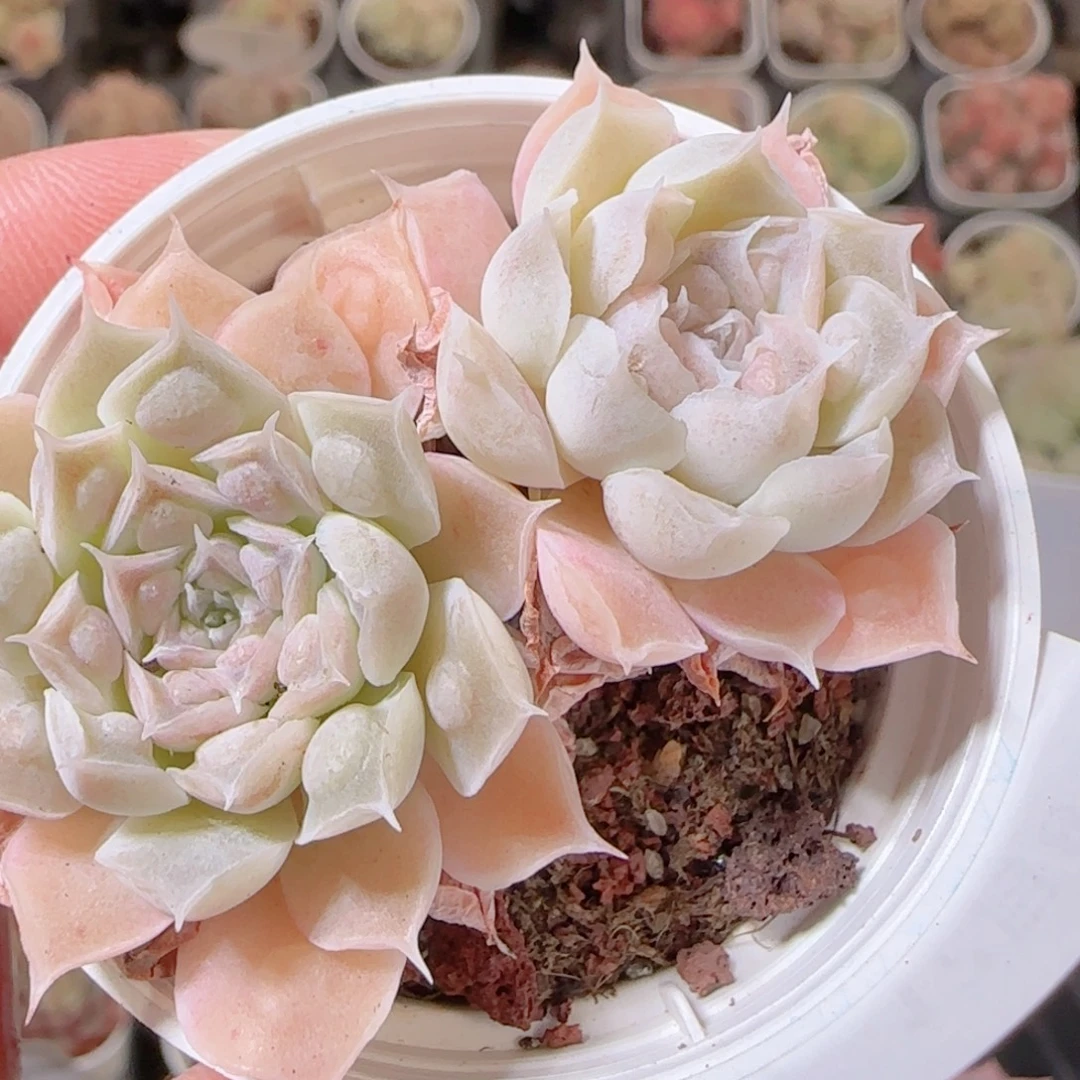 花语多肉1208-295留才