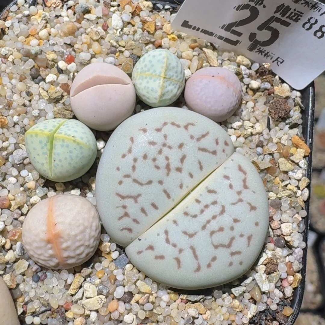 zzzzz生石花肉锥25