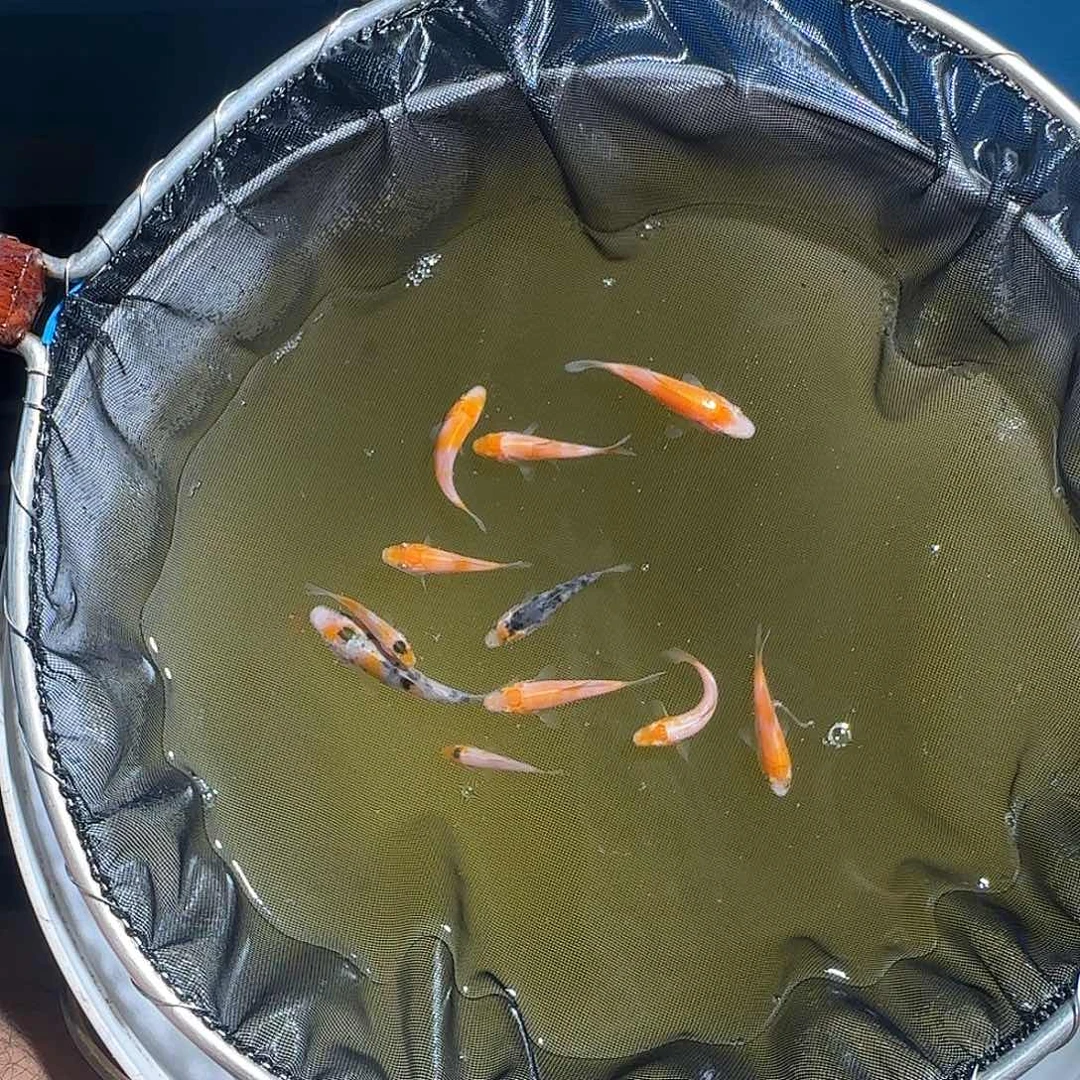 锦鲤城**人锦鲤的故事是