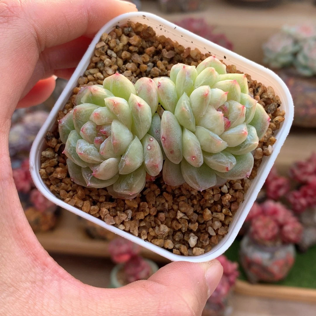 糖心群一物一拍整