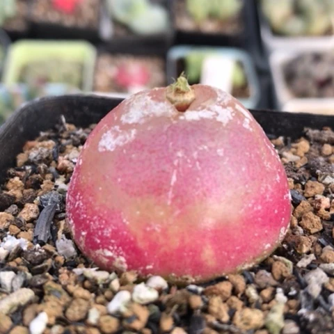 多肉肉锥 3.4Cm 大灯泡