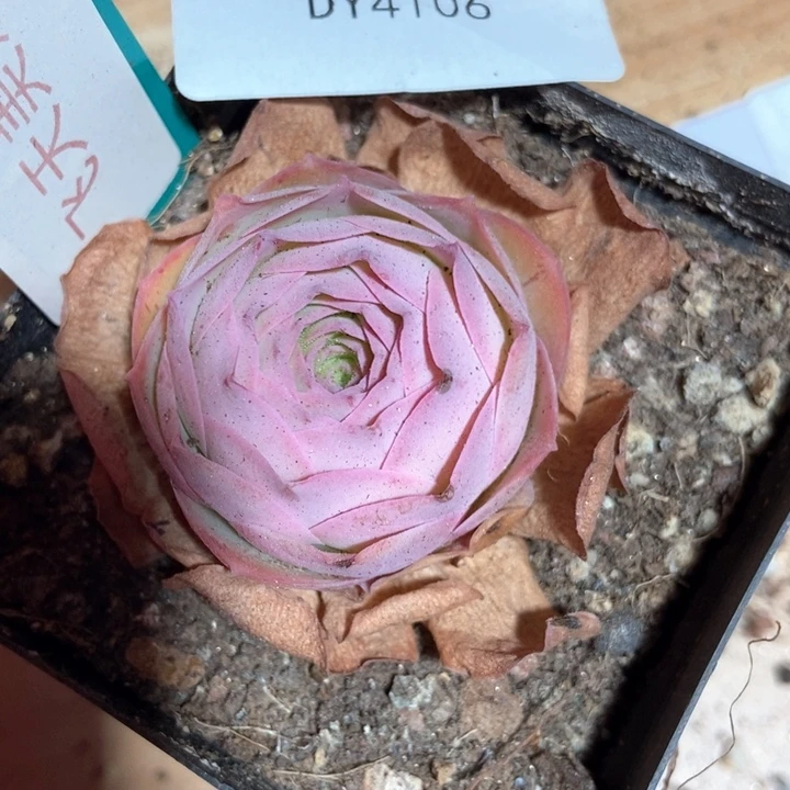 4106山地玫瑰弹头