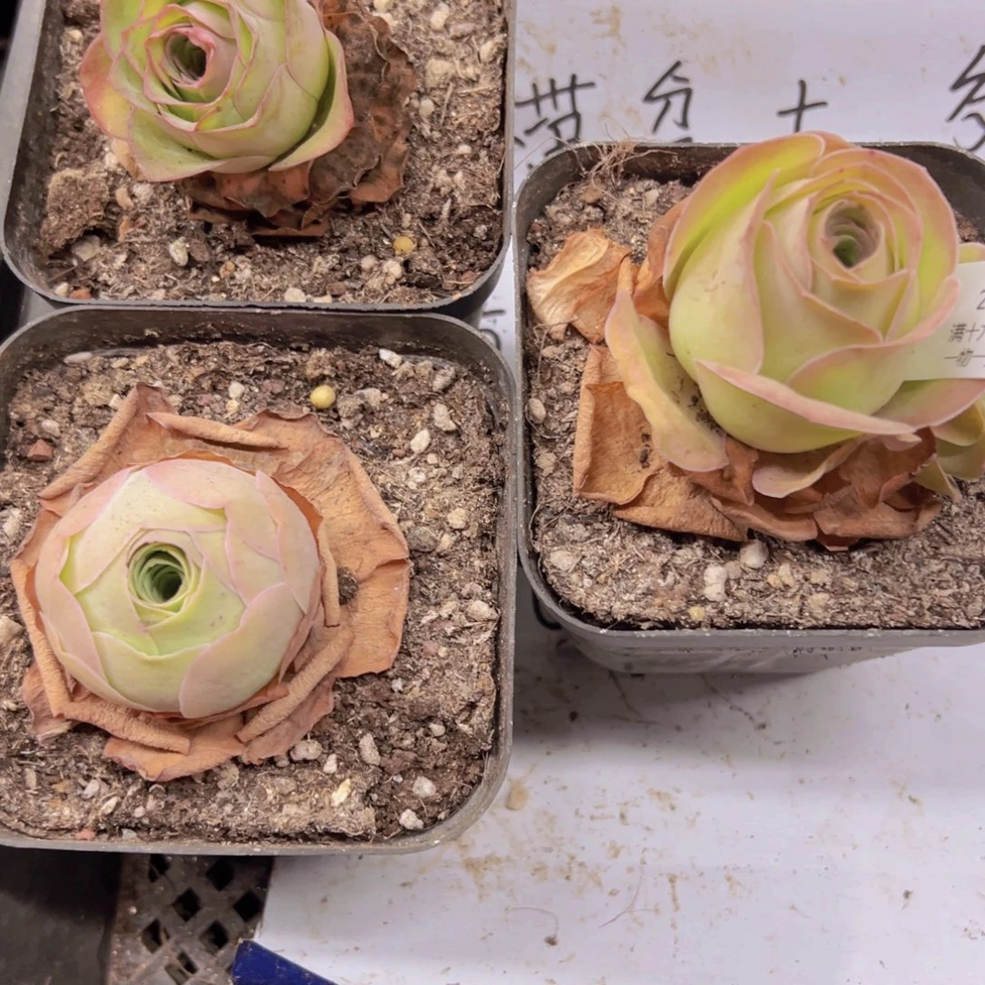 侧牙掉了不包损无售后219