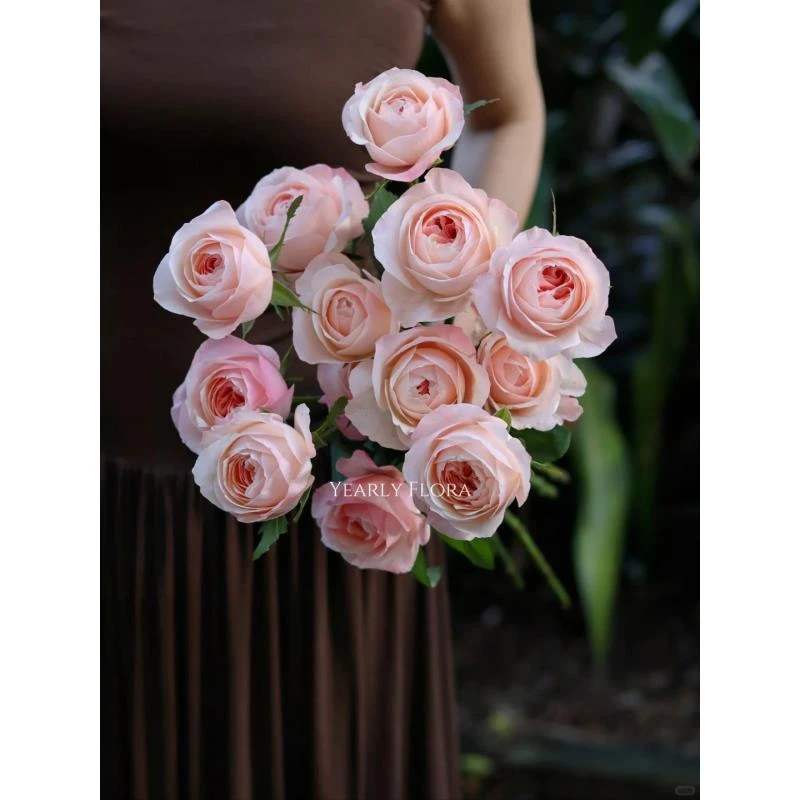 凯瑟琳--稀有单头玫瑰--温柔治愈（实物以直播间为准）