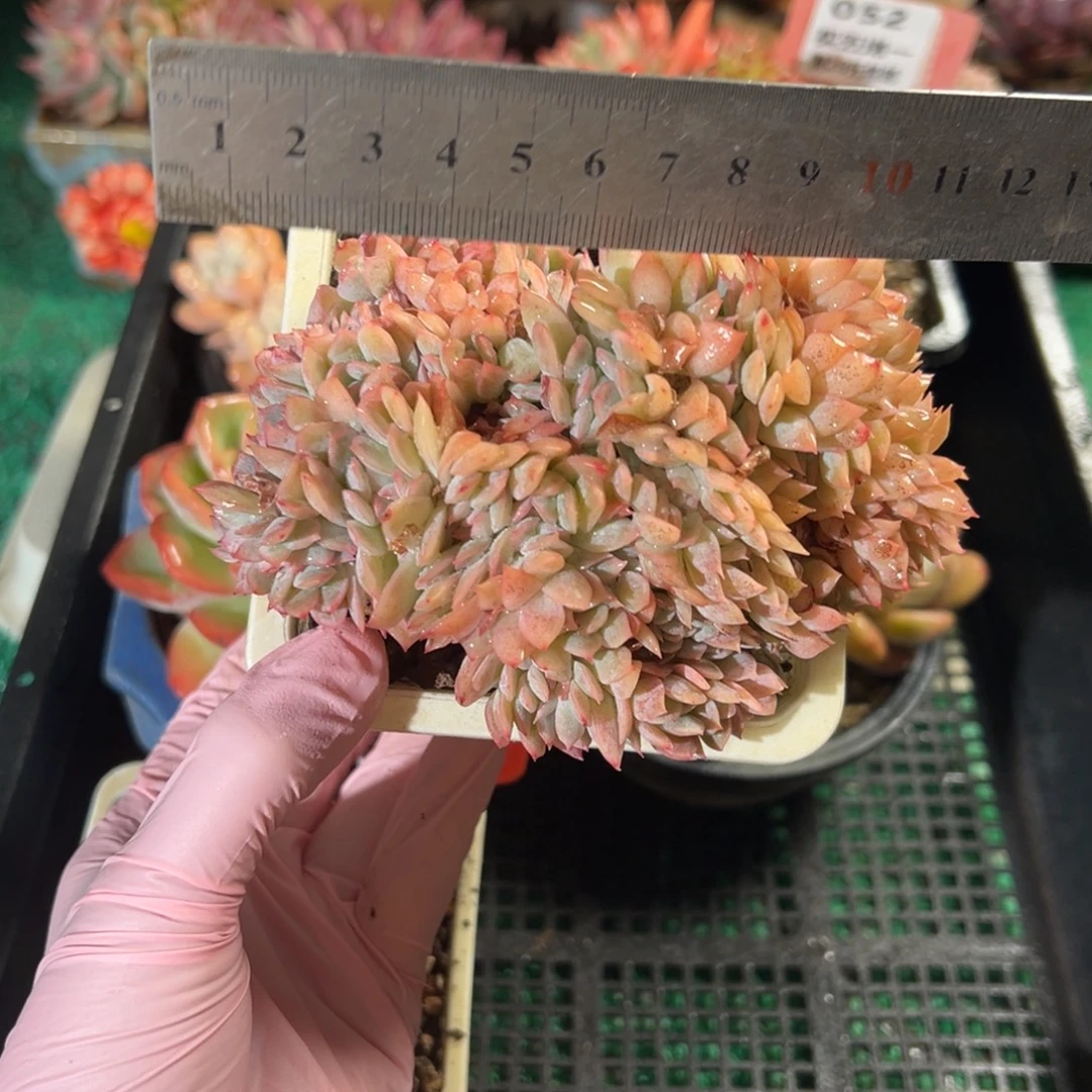 表妹精品多肉植物056.