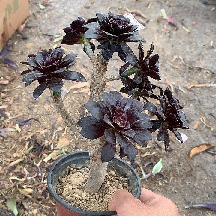 人**醒333摩法师多肉植物