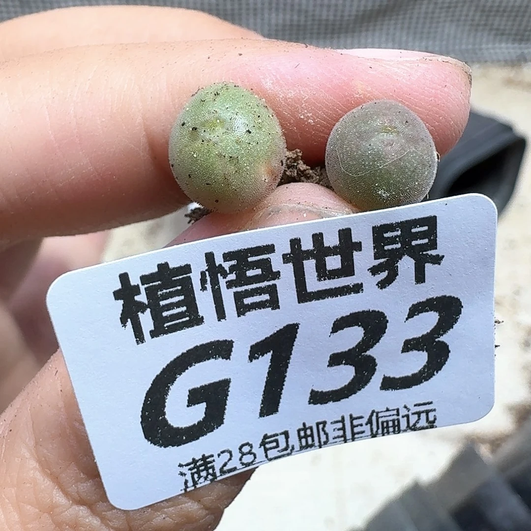 的植物的润泽fgbbn