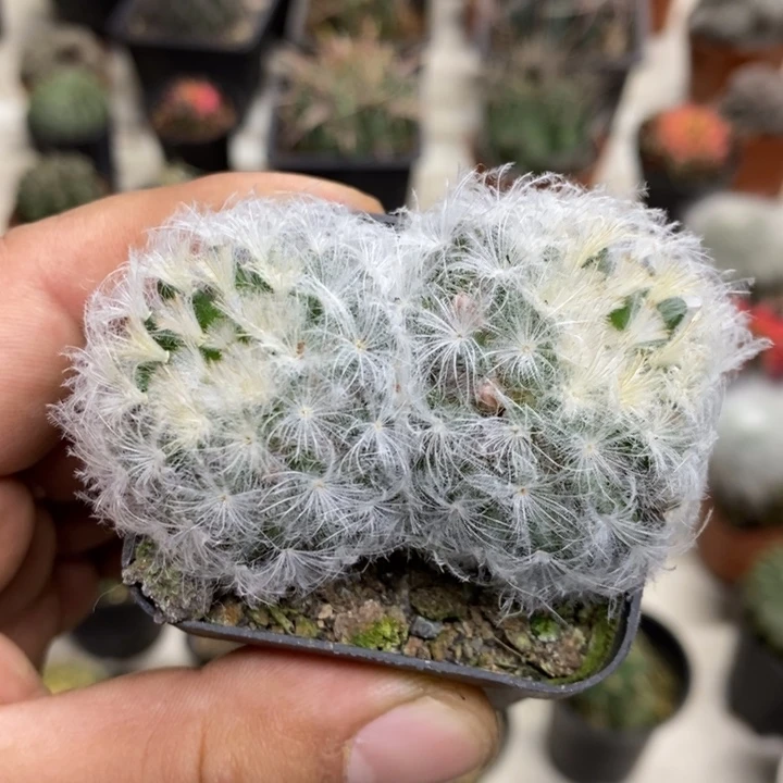 双头白星特价福利