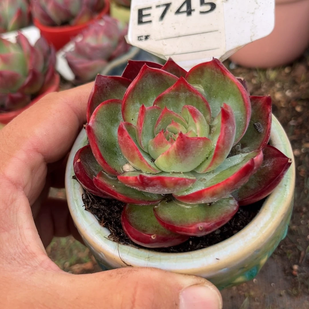 惊鸿一瞥745号多肉