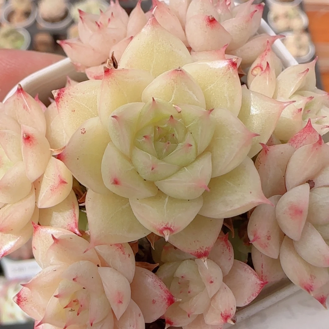 花语多肉1222-346散