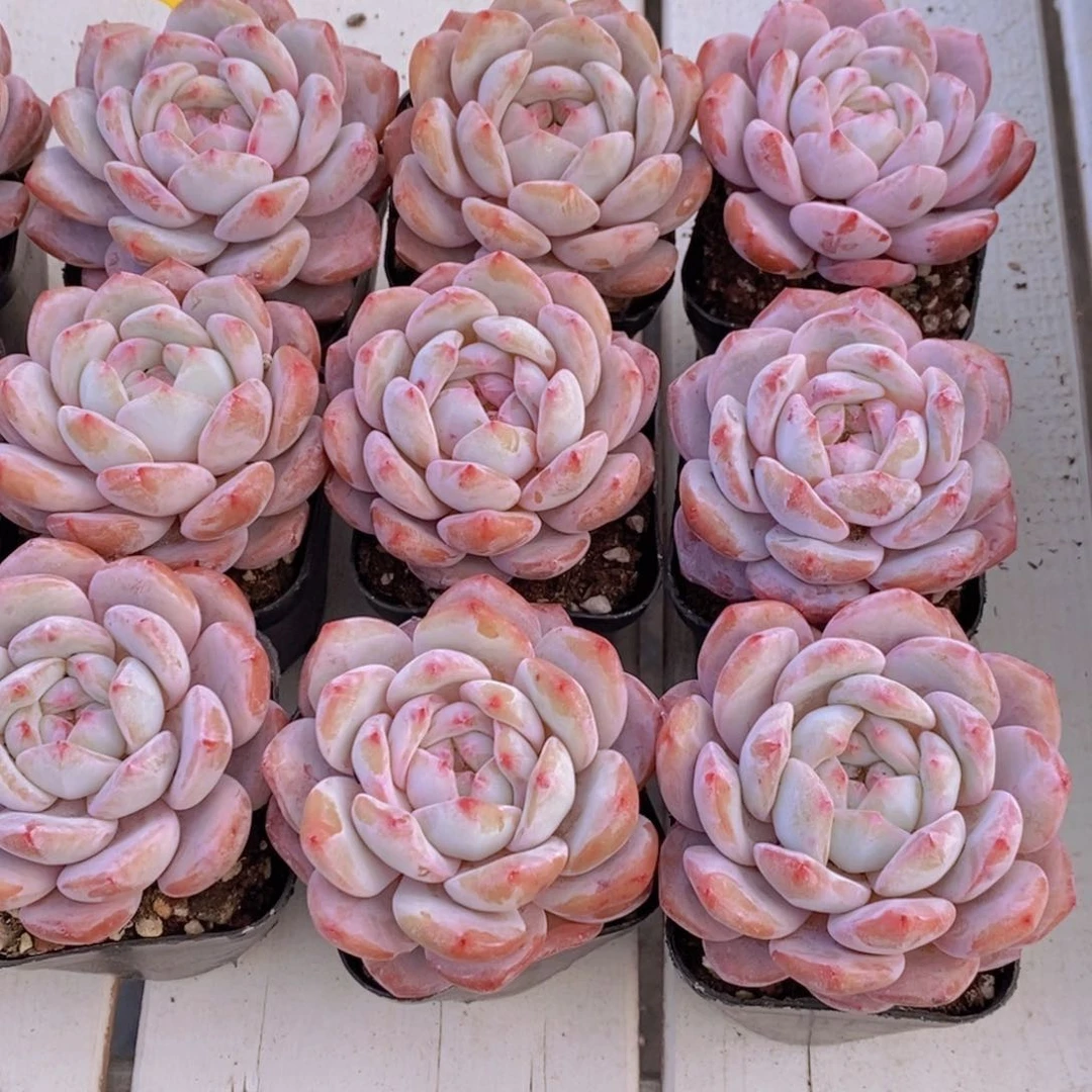 17-23-M奶油果冻包包橙单头两个