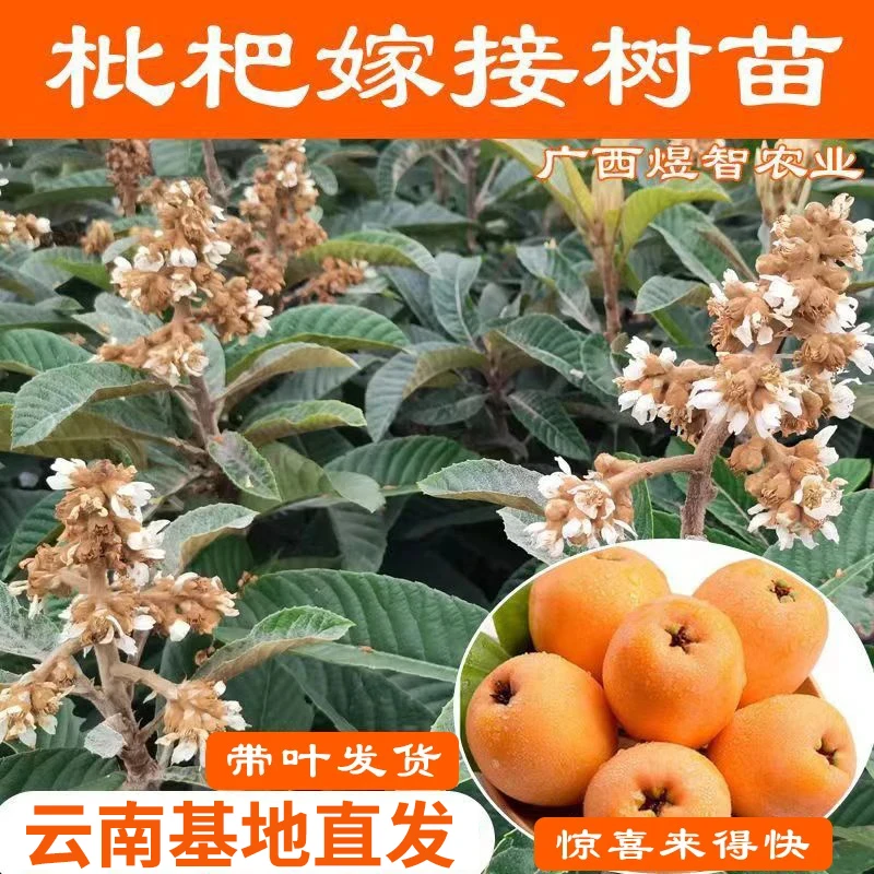 枇杷树苗大五星早钟六号水果树苗嫁接苗带土叶四季种植庭院地盆栽