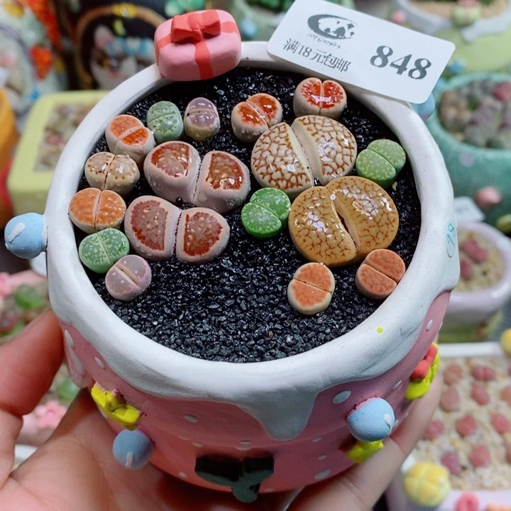 生石花花花花花花848