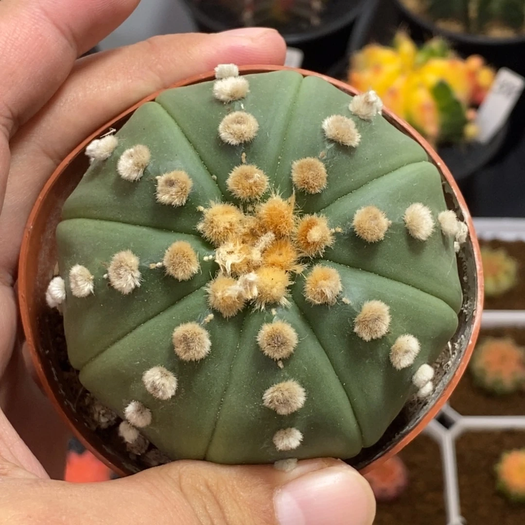 昭和兜—带盆土发货11