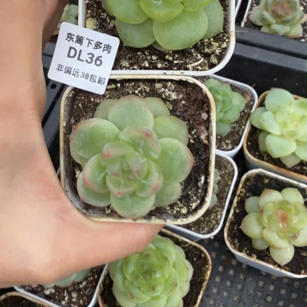 *****东篱下多肉植物哈哈哈哈
