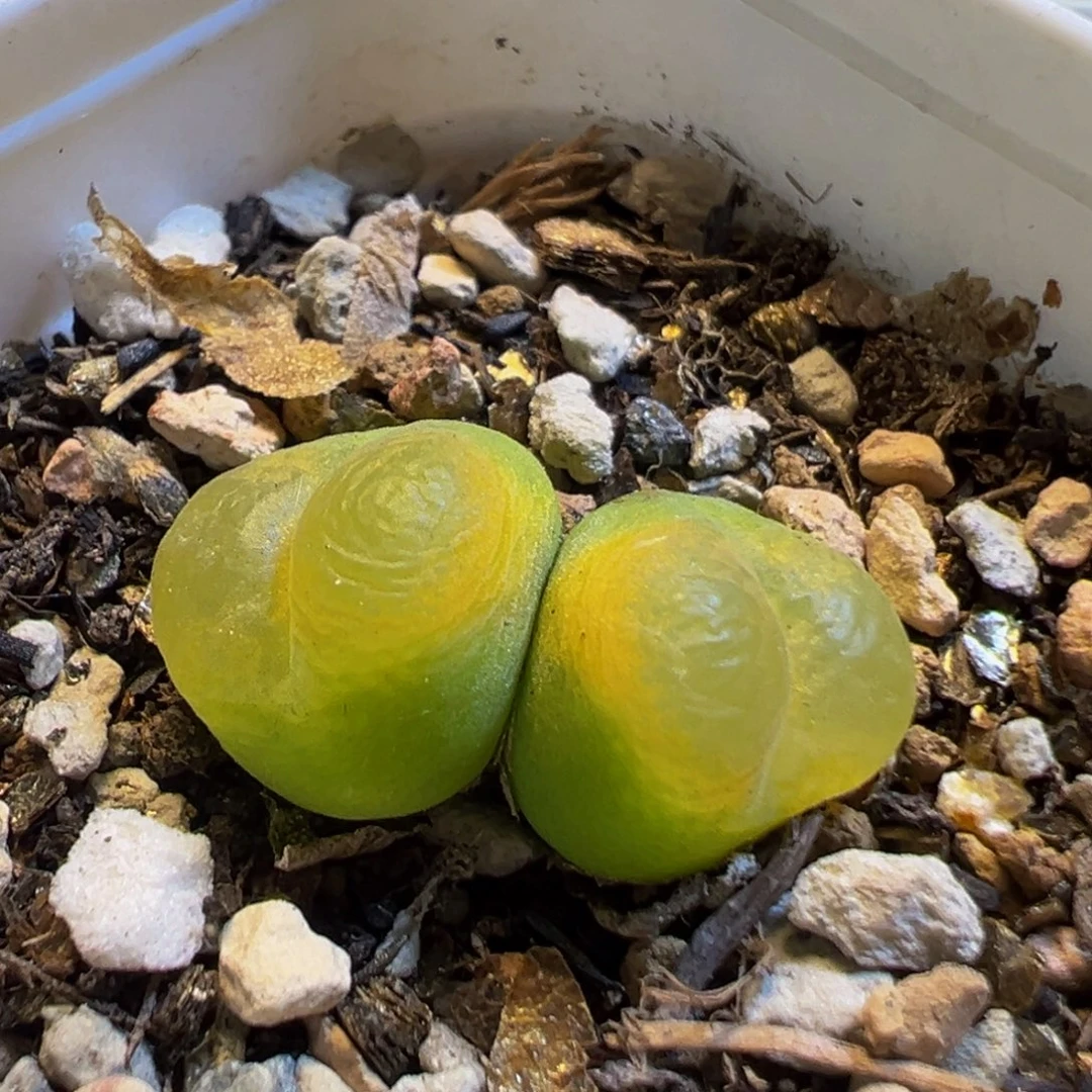 52多肉植物百科泡1798.78