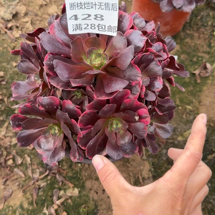 428二号棚爱神多肉B