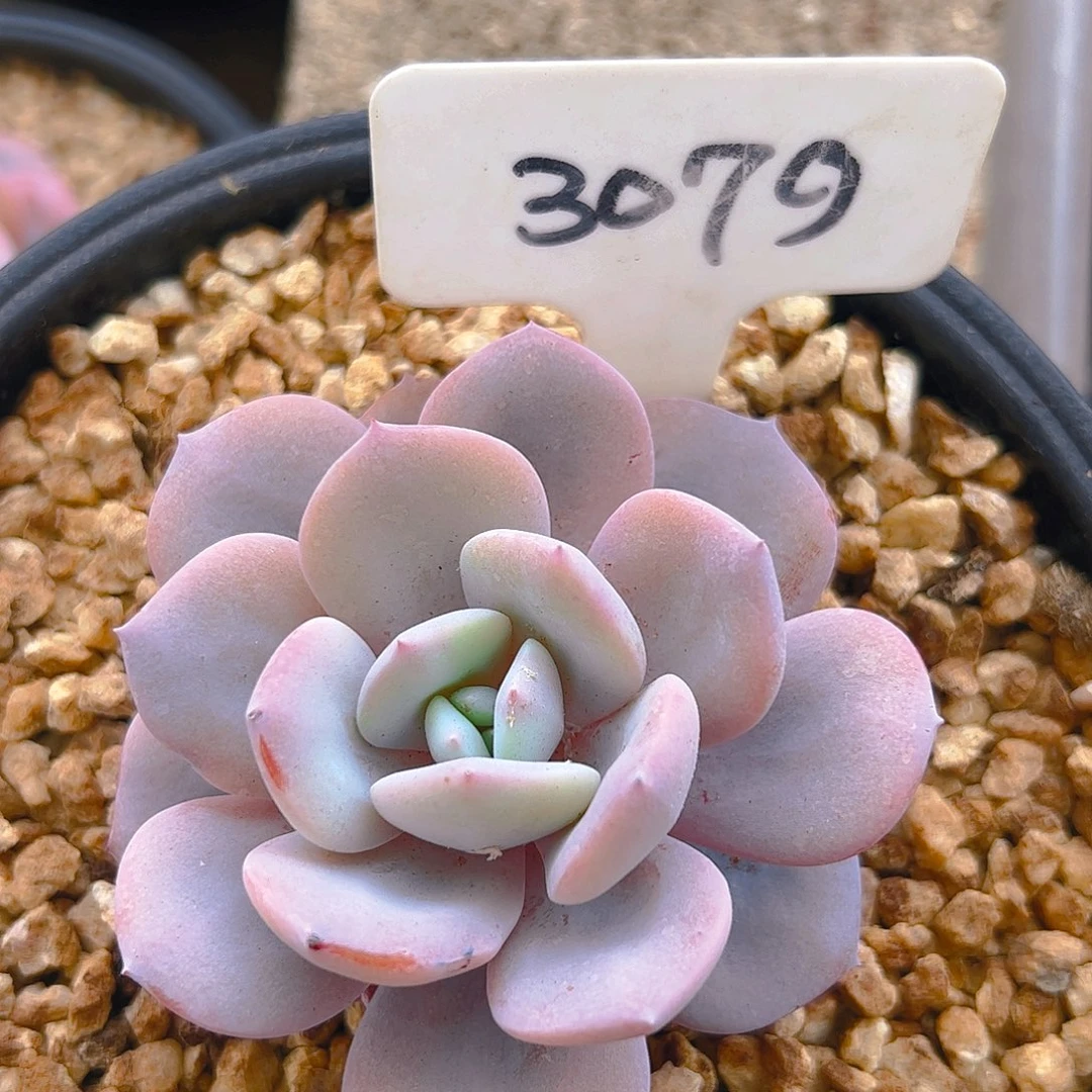 奶茶3079号一物一拍