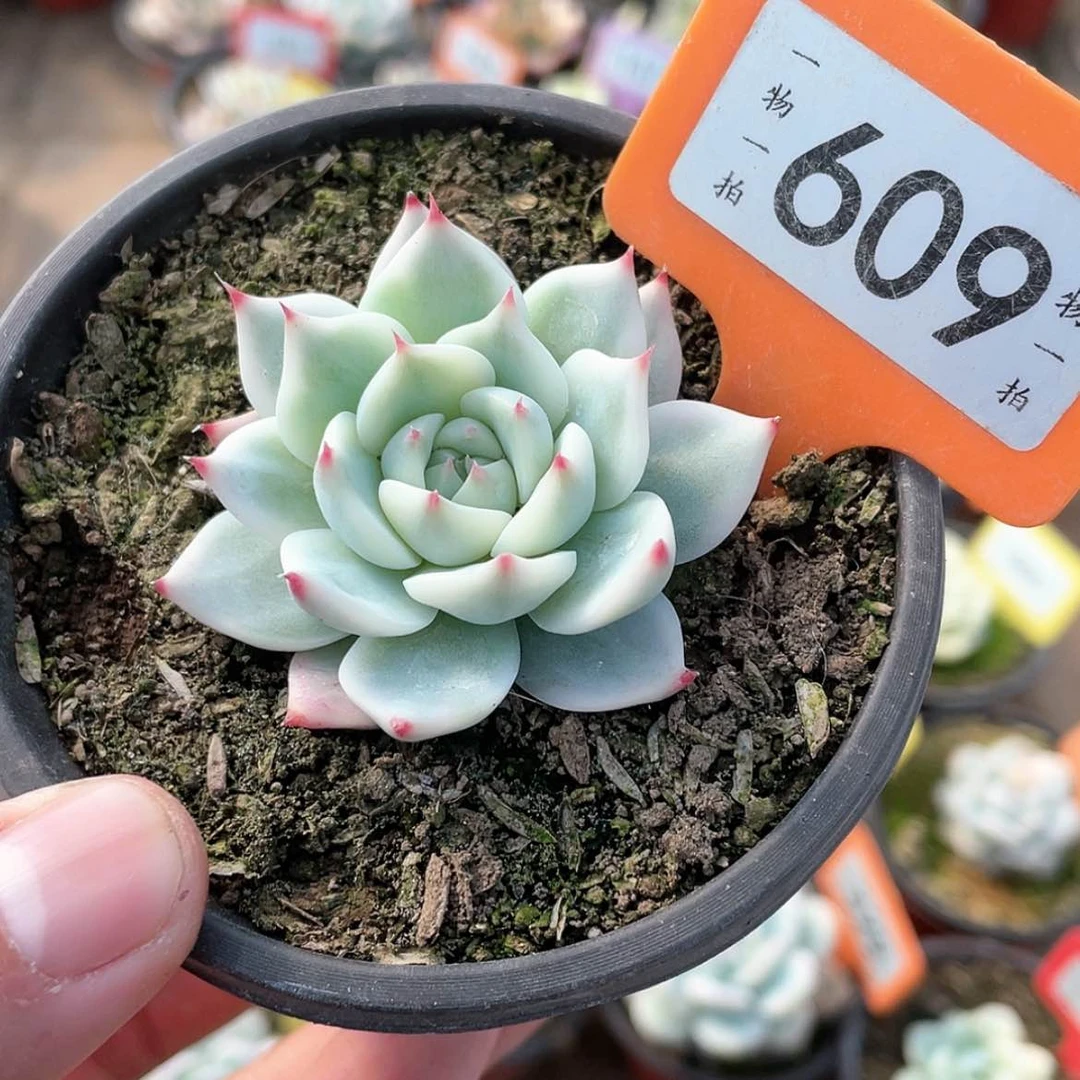 【闪购商品】609号