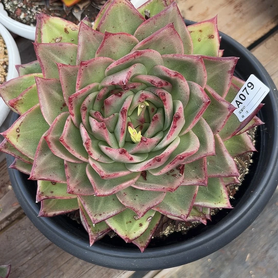 若如东云单拍A079