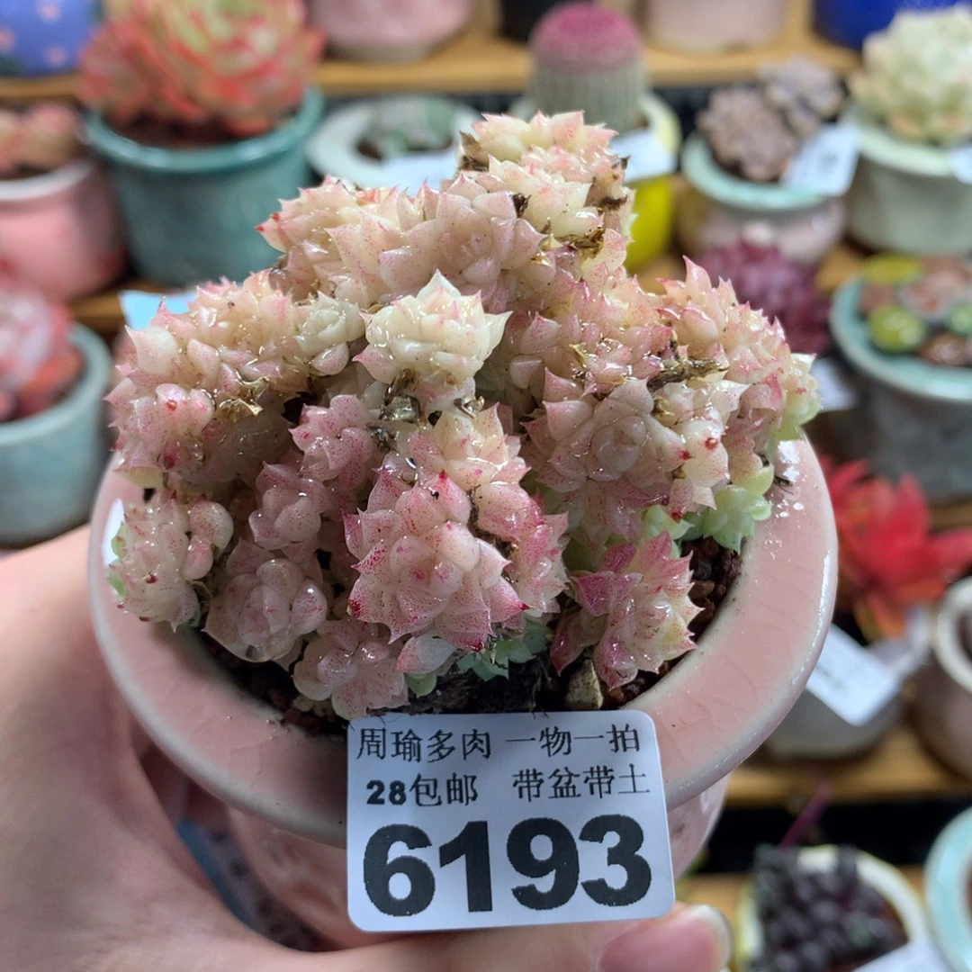 5厘米盆精控多肉6193