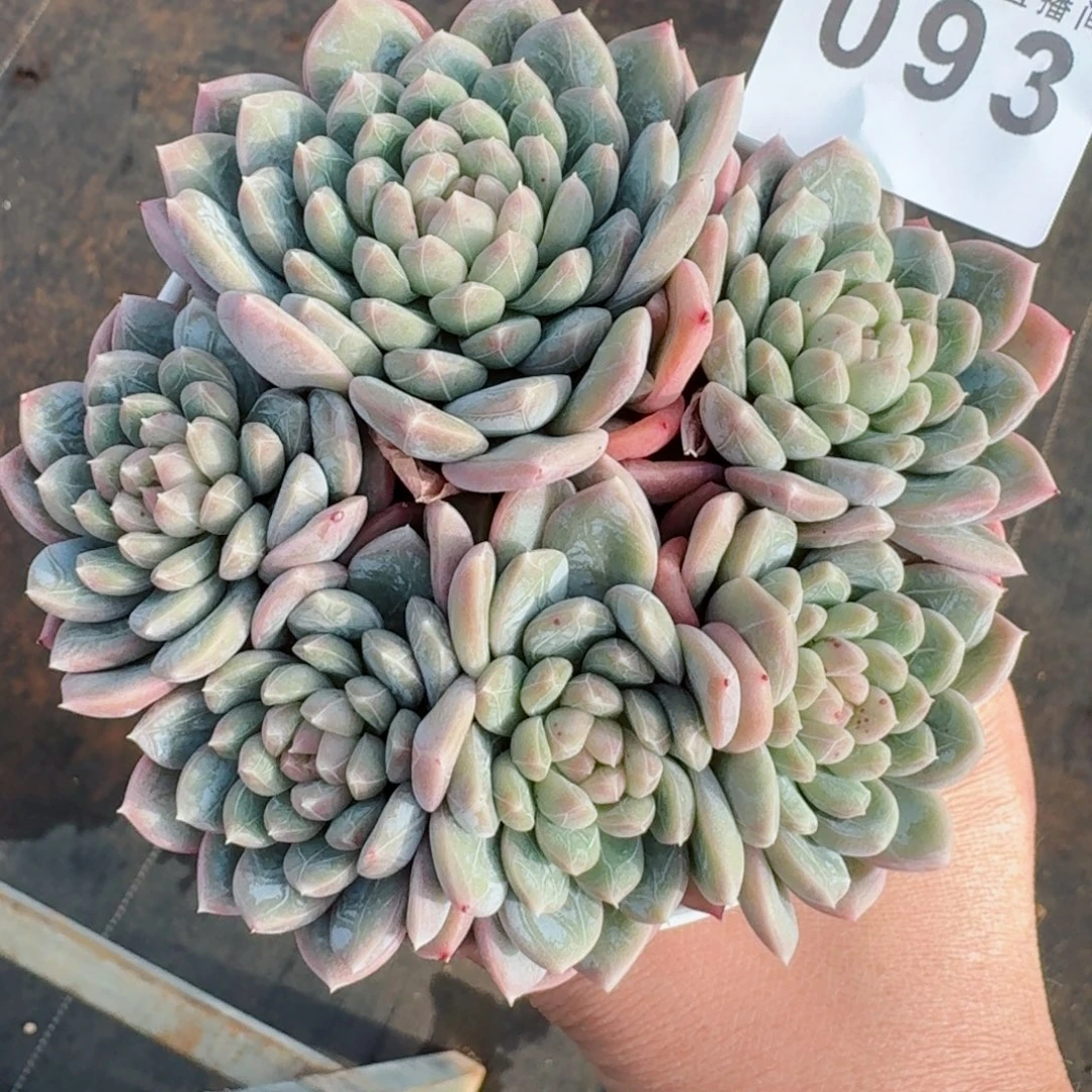 百达翡翠      愿你一路坦途，乘风破浪展宏图