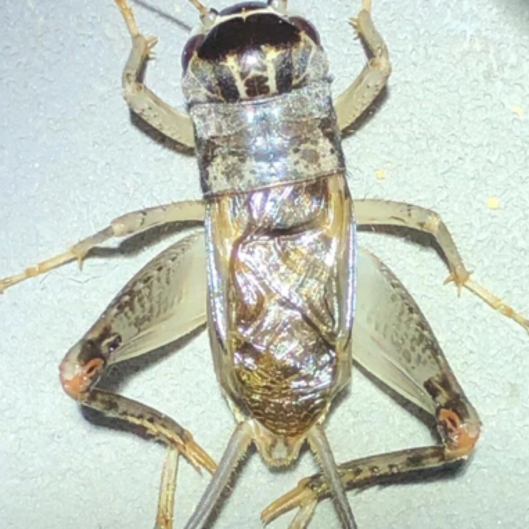 野放蛐蛐 白虫蟋蟀 精品仿秋 模型标本