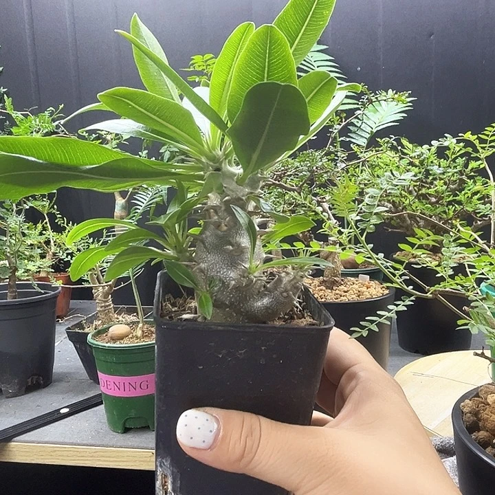 西巴女王一物一拍