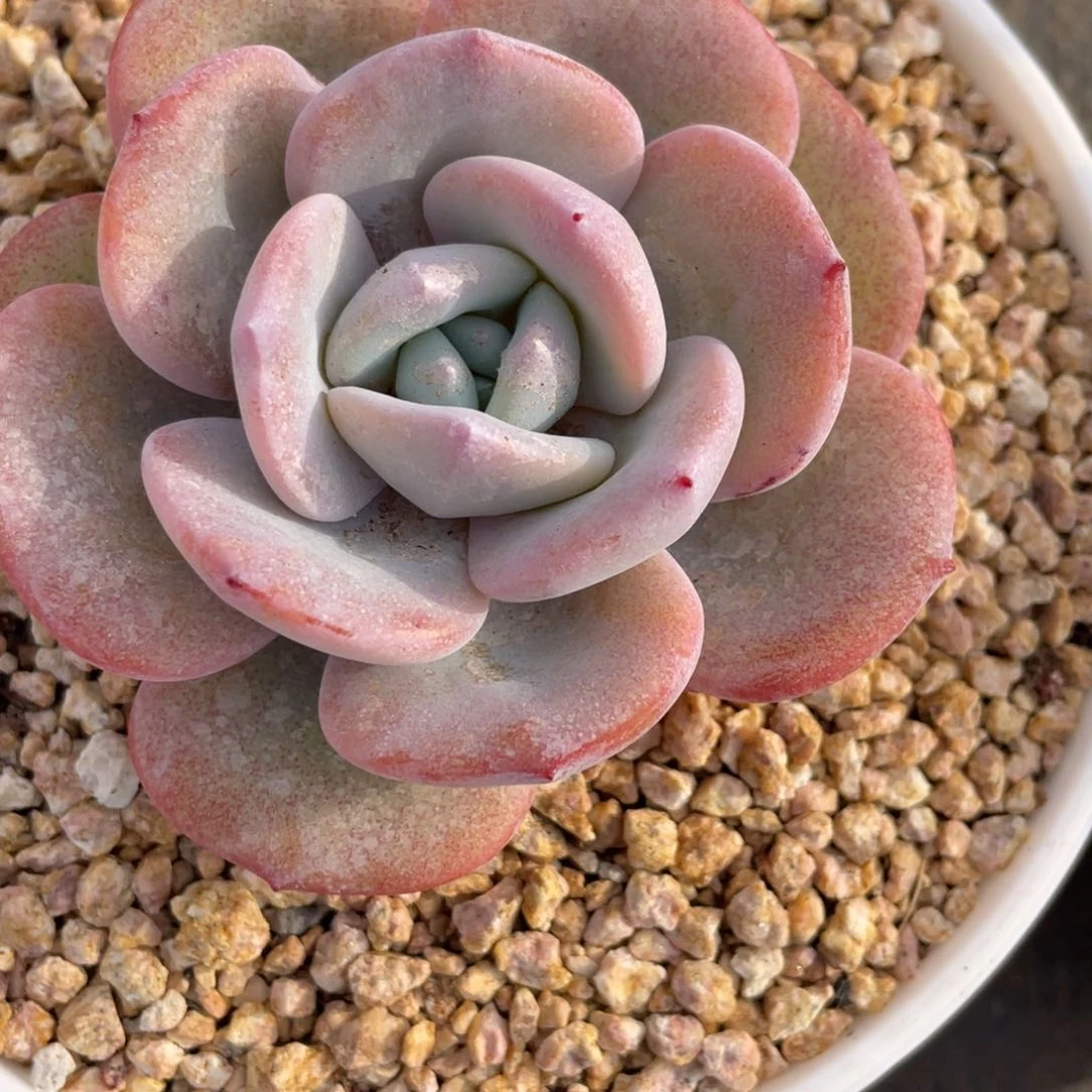 刘****?姐姐说要买东西的时候还是