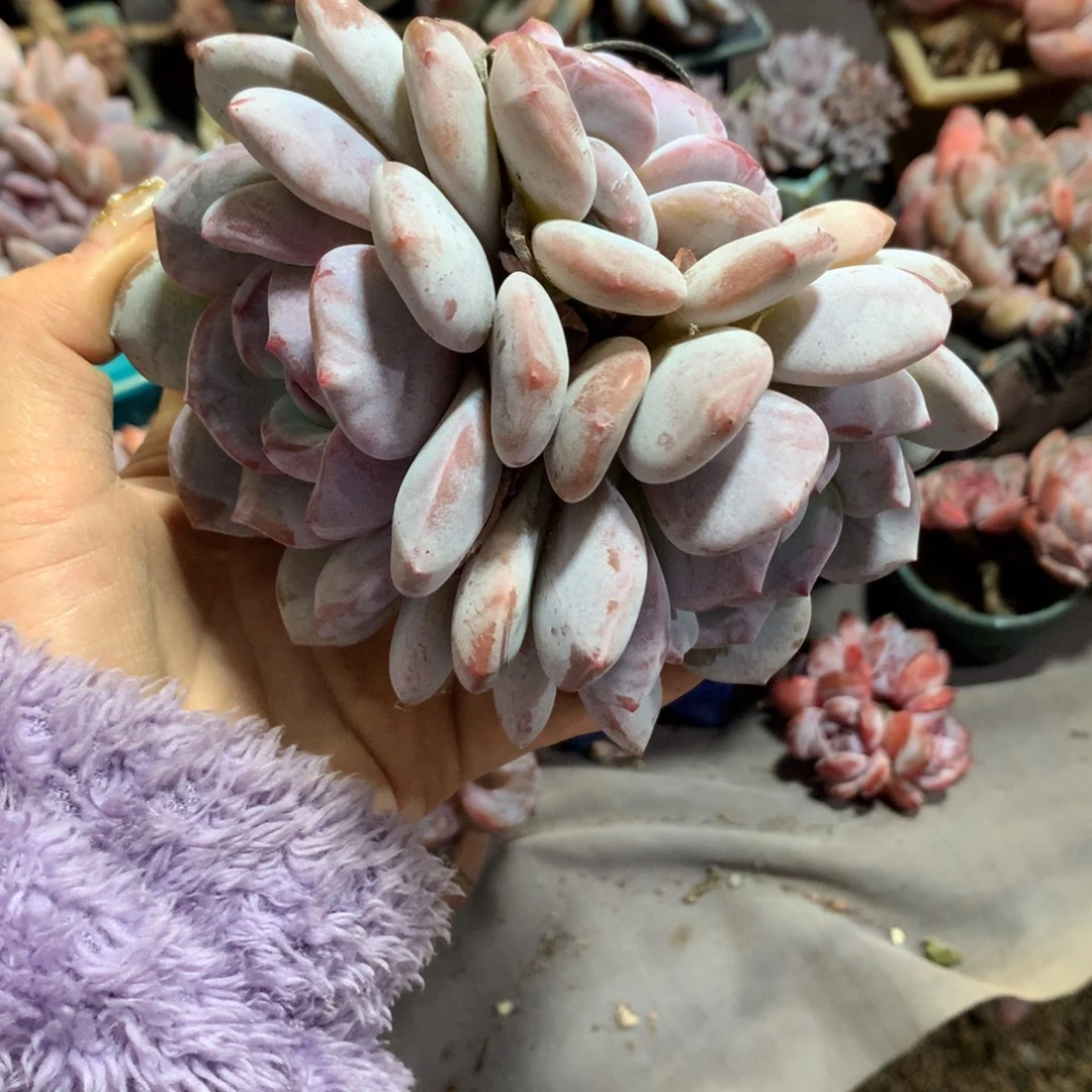 想好再拍，退了拉黑，理性购物